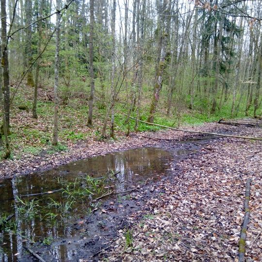 Feuchtbiotop Gelbrunn Gemeindewald Distr. II Gelbrunn