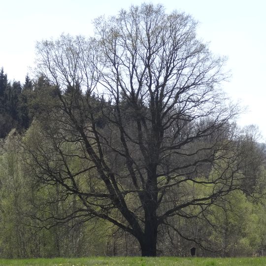 Dub v Horní Libchavě