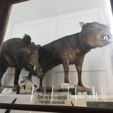 Zoological Museum of Naples