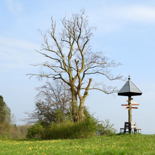 Triftbuche im Feld bei Renda