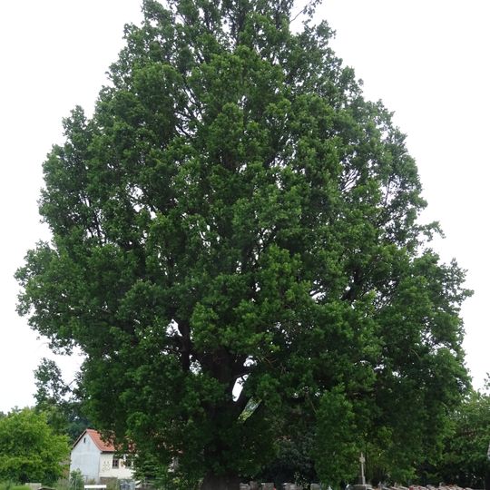 Pyramideneiche von Wernswig
