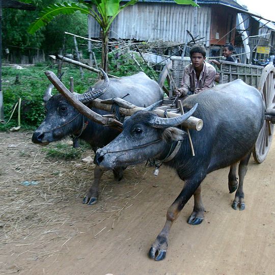 Prowincja Stoeng Treng