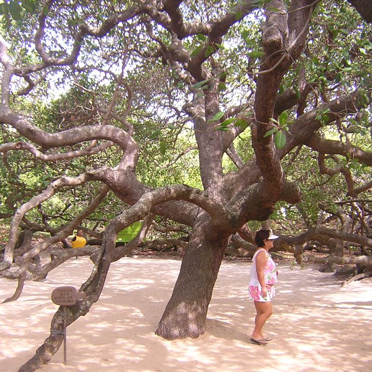 Pirangi Cashewbaum