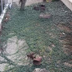 Procession of Ants
