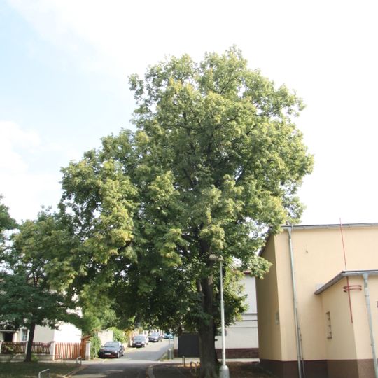 Sokolské lípy na Spořilově