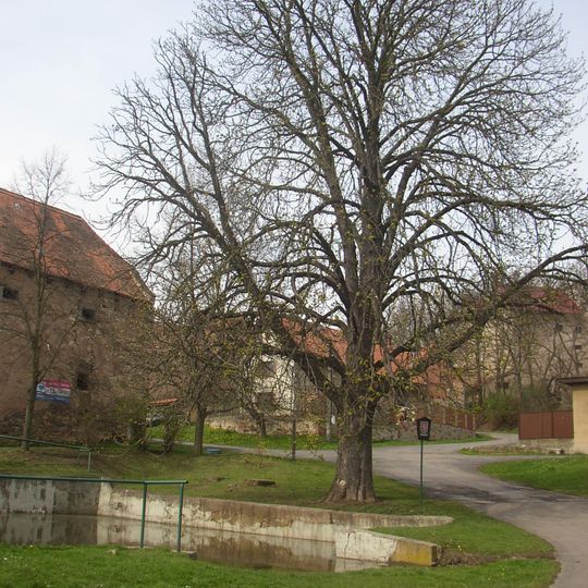 Pnětluky