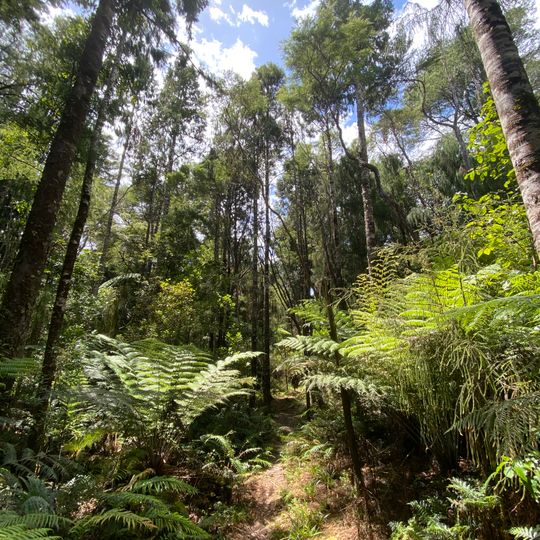 Washbourn Scenic Reserve