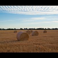 Tournedos-Bois-Hubert