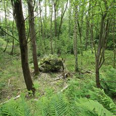 Orchideen-Standort Rudolf-Breitscheidschacht