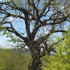 Oak tree in Lyaskovec