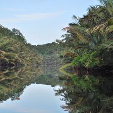 Sumatran peat swamp forests