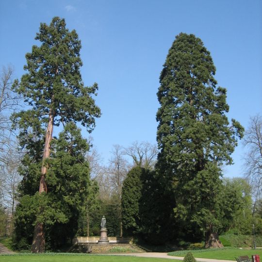 Sequoiaen am Amaliepark
