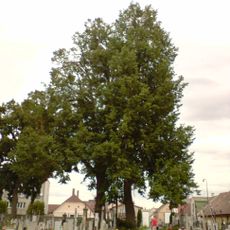 Lípy u Kříže na hřbitově v Kunžaku
