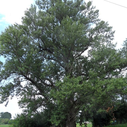 Topol černý v Benátecké Vrutici