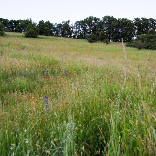 Weinberg bei Stockhausen