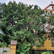 Eibe in Leipziger Strasse