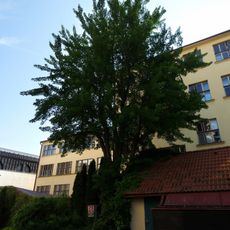 Gingko near Grammar school