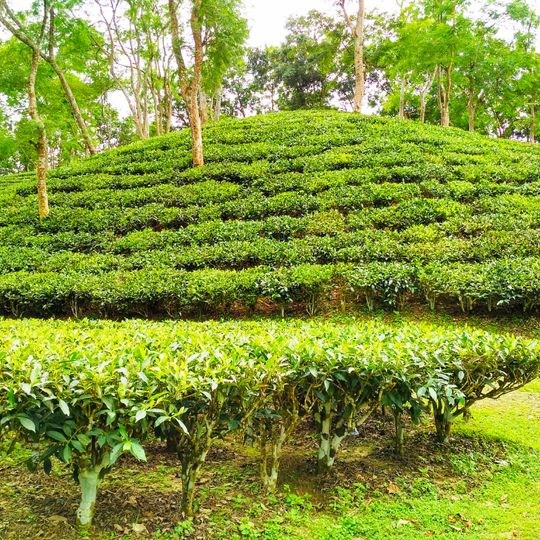 Bahubal Upazila