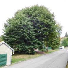 Lípa u kaple v Kaňovicích