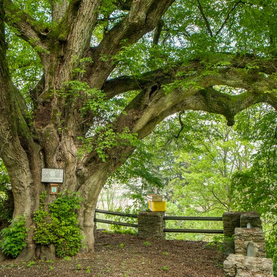 Burg oder Schlosslinde in Schaunberg