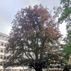 Naturdenkmal Blutbuche Naumannstraße Blasewitz Dresden