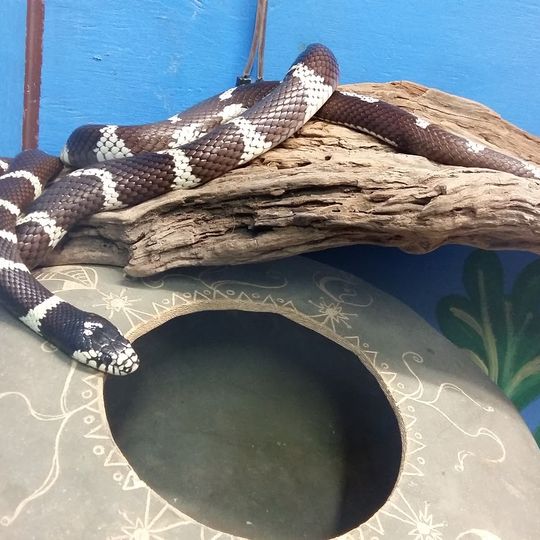 Lawnwood snake sanctuary