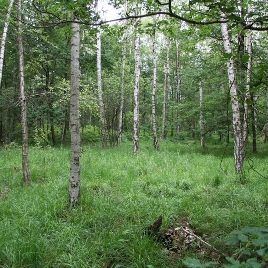 Laubwaldgebiete zwischen Brandis und Grimma