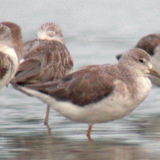 Daedong Bay Important Bird Area