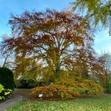 Fagus sylvatica L. „Purpurea“ in Abtnaundorfer Straße 60, Leipzig