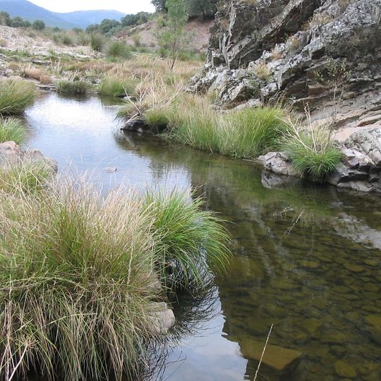 Navas de Estena