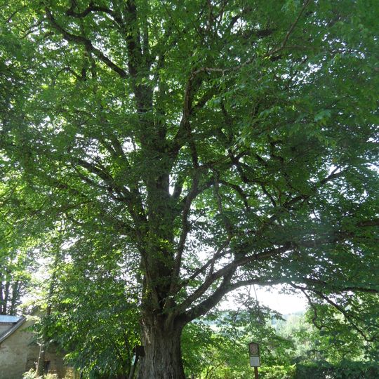 Jilm habrolistý na Přemilově