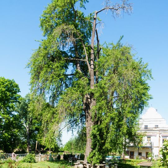 Ginkgo biloba in Dröschkau