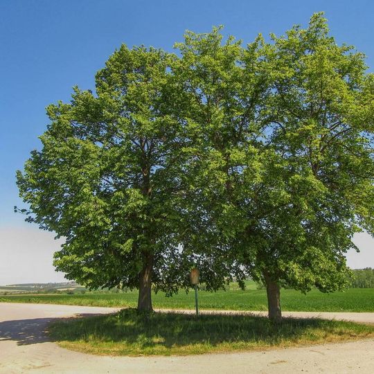 Obrázek severně od Morkovic na polním rozcestí