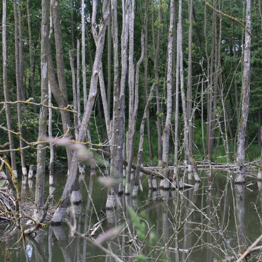 Zienerwiesen von Oberzell