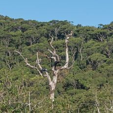 Réserve forestière de Sinharâja