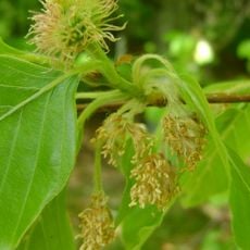 Jardín Botánico Alpino San Marco