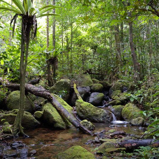 Madagascar lowland forests