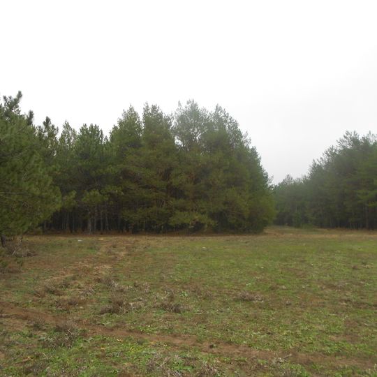 Заповідне урочище місцевого значення «Новодмитрівський ліс»