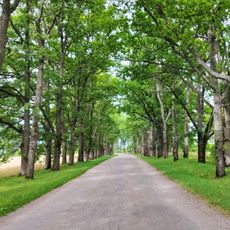 Ziemeri oak alley