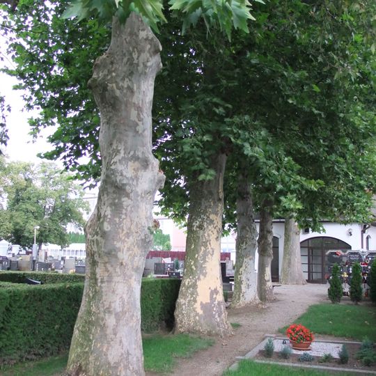 Platany na hřbitově