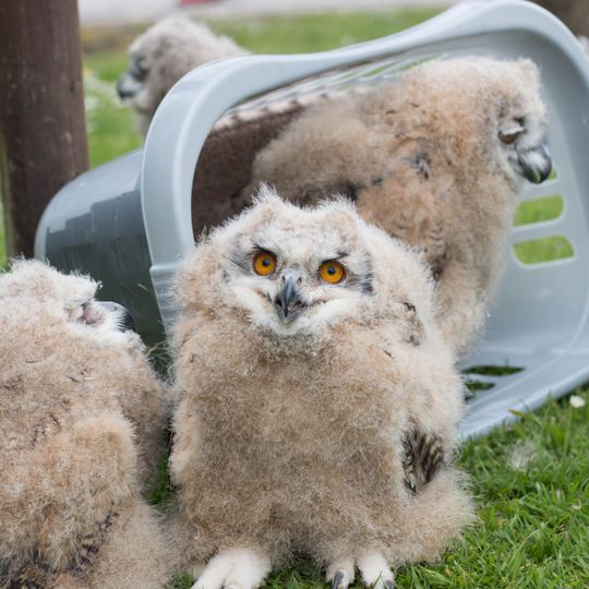 Screech Owl Sanctuary