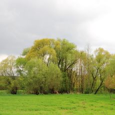 Brutstätte für Eisvögel Stein