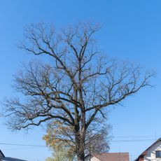 Dub letní v Lukavici