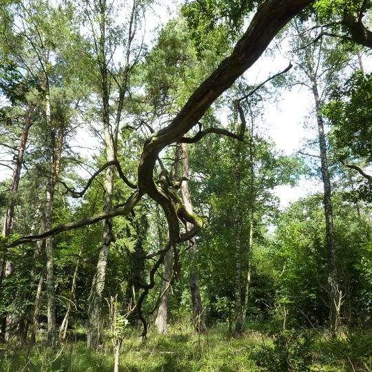 Nordufer Langhagensee und Kleiner Langhagensee