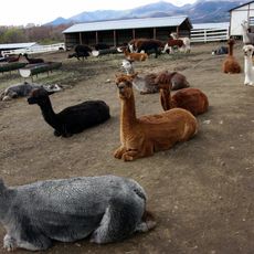 Nasu Alpaca Farm