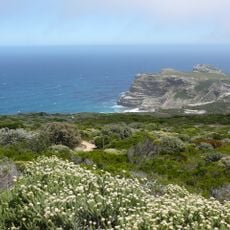 Fynbos