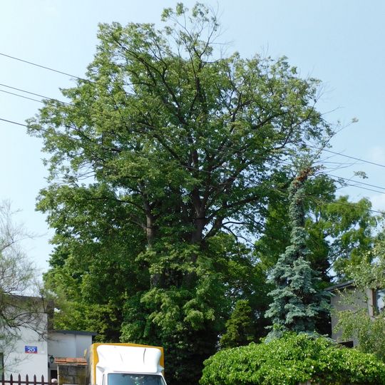 Lipa drobnolistna przy ulicy Nowotyskiej 20