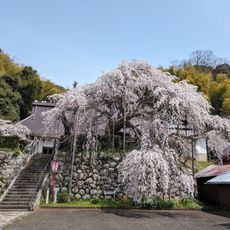 吉田のしだれ桜