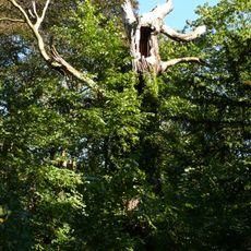 Stiel-Eiche Am Rupenhorn 3