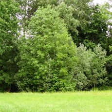 Manor park in Pauliny